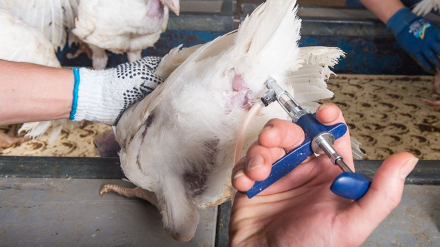 Foto: Vaccineren tegen vogelgriep, moeten we dat willen?