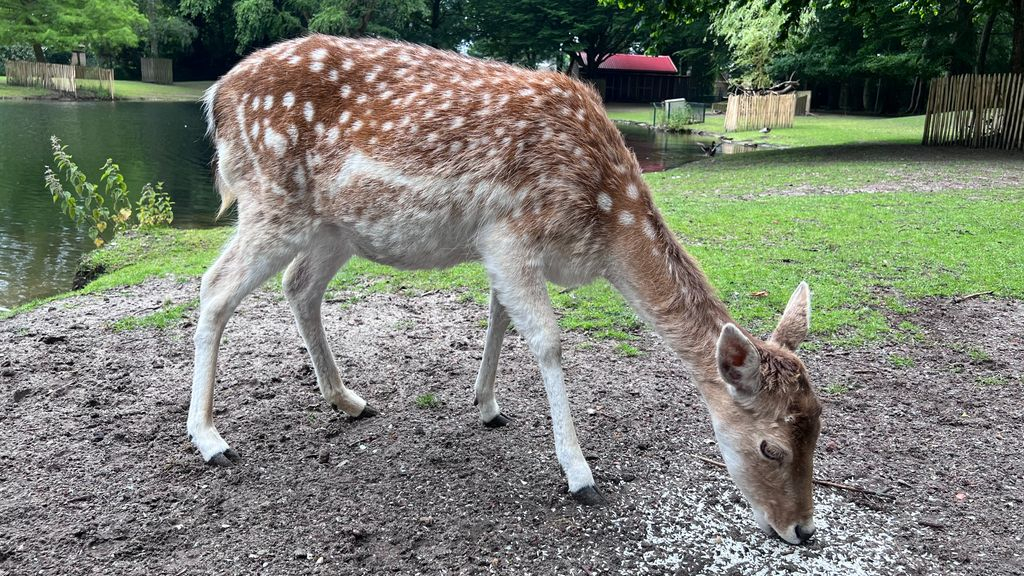 Foto: Drachtige damhindes krijgen alle rust