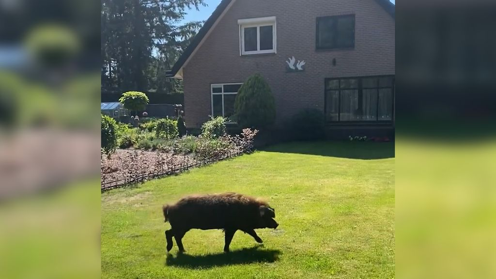 Foto: Dan staat er ineens een varken in je tuin...