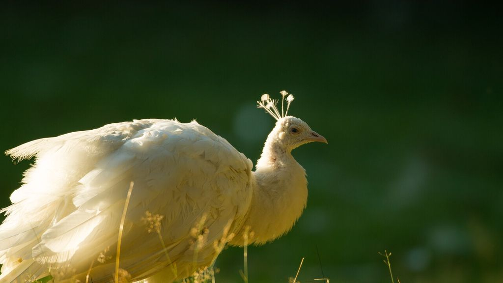 Foto: Cultuurhistorische wandeling, landgoed Staverden