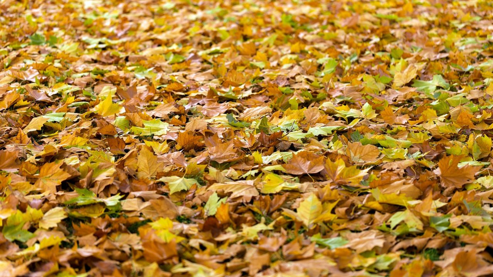 Foto: Herfst in aantocht, bladkorven worden weer geplaatst