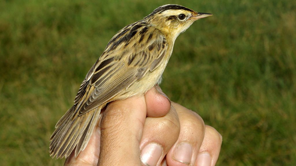 Foto: Zeer zeldzame waterrietzanger duikt op in Nijkerk