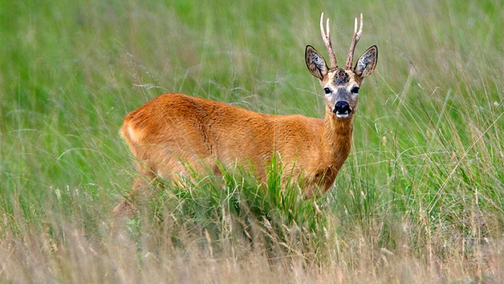 Foto: Gezocht: hulp bij onderzoek naar bosverjonging!