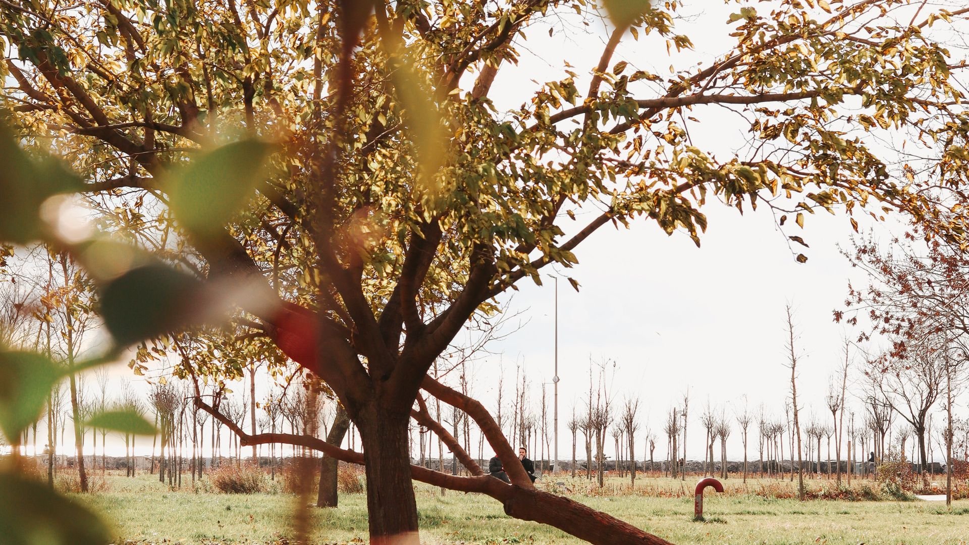 Foto: Gemeente Harderwijk deelt gratis bomen uit
