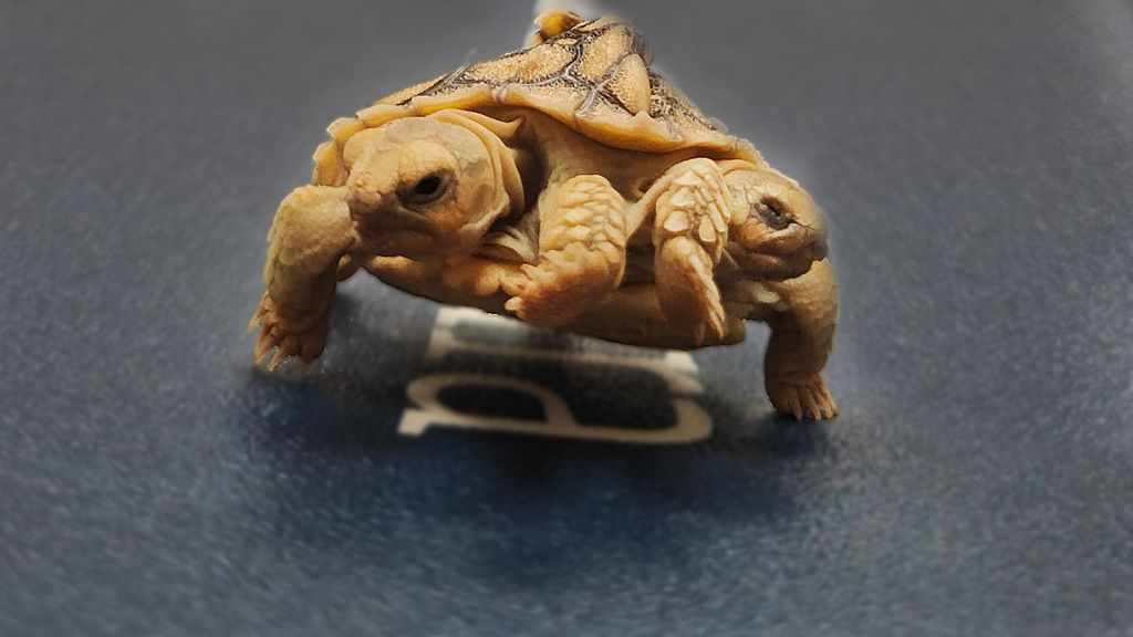 Foto: Tweekoppige schildpad geboren: 'Mijn vriendin begon te gillen'