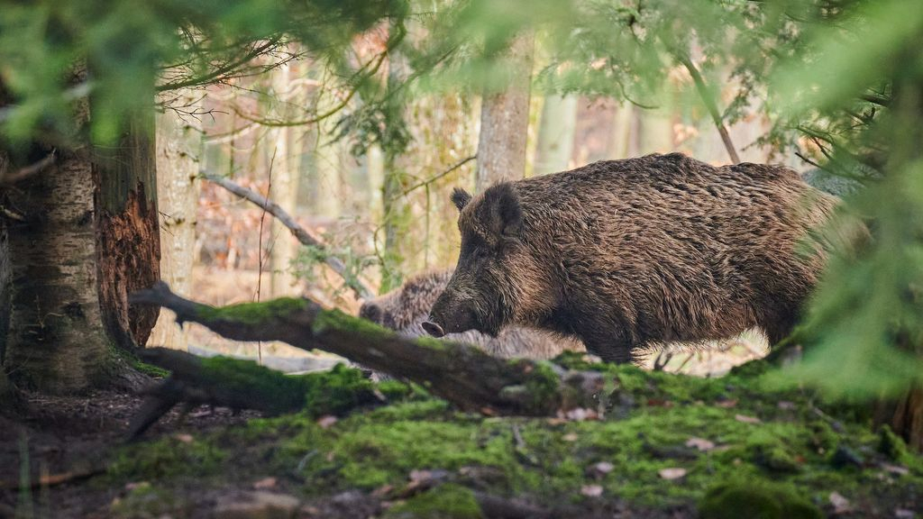 Foto: Overvloed aan eikels, wilde zwijnen hebben goed jaar