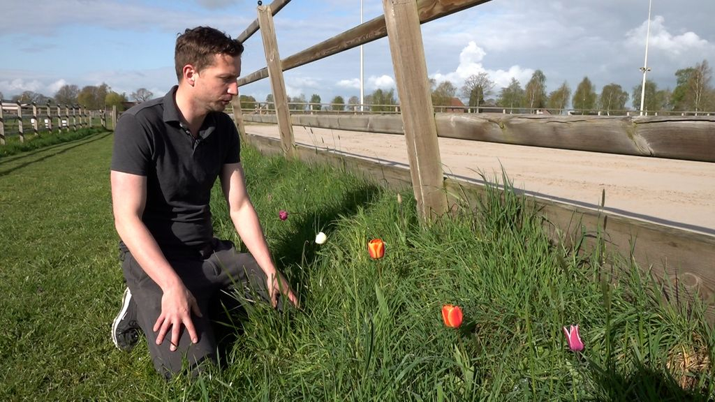 Foto: Onderzoekers willen hulp van paardenhouders: 'Tel de planten'