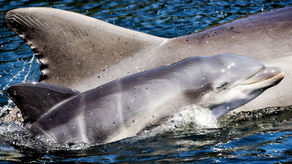 Foto: NS stopt samenwerking Dolfinarium