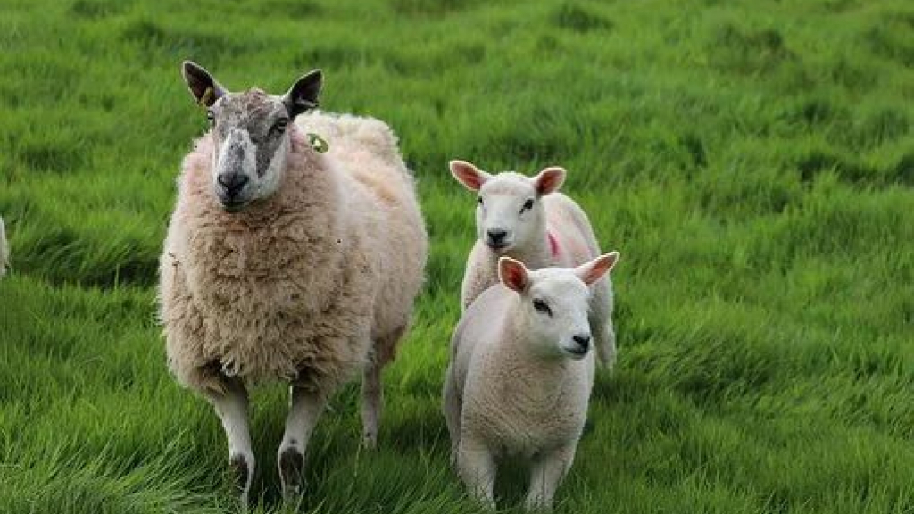 Foto: Twijfels in Uddel. Wie heeft de schapen doodgebeten?