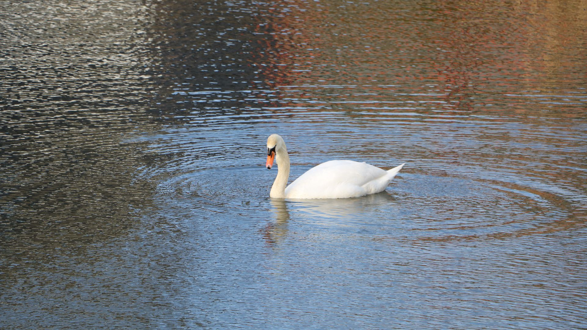 Foto: Herfstwandeling Stoutenburgpad