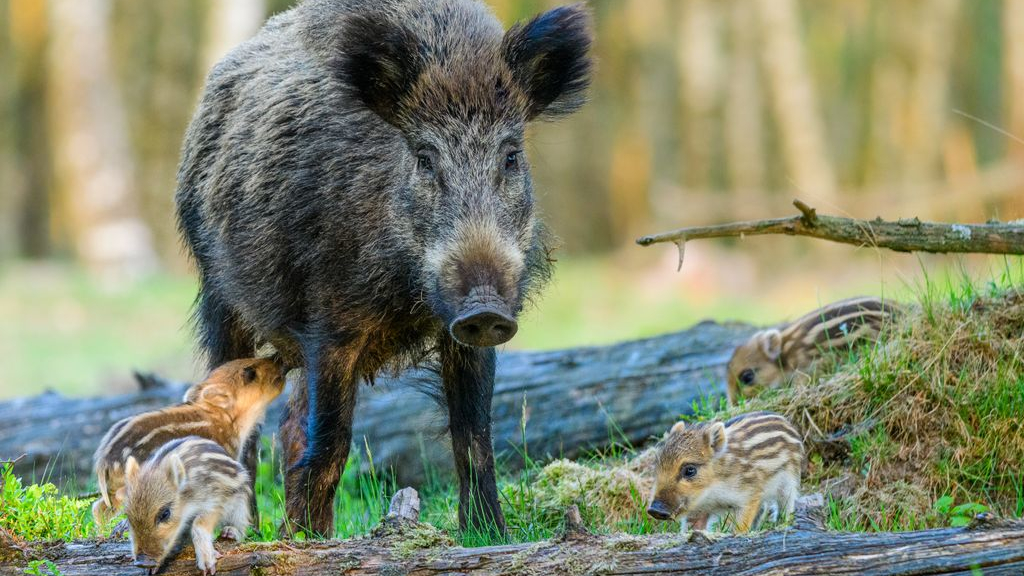 Foto: Wil jij wilde biggetjes zien? Dan is nu de tijd om erop uit te gaan!