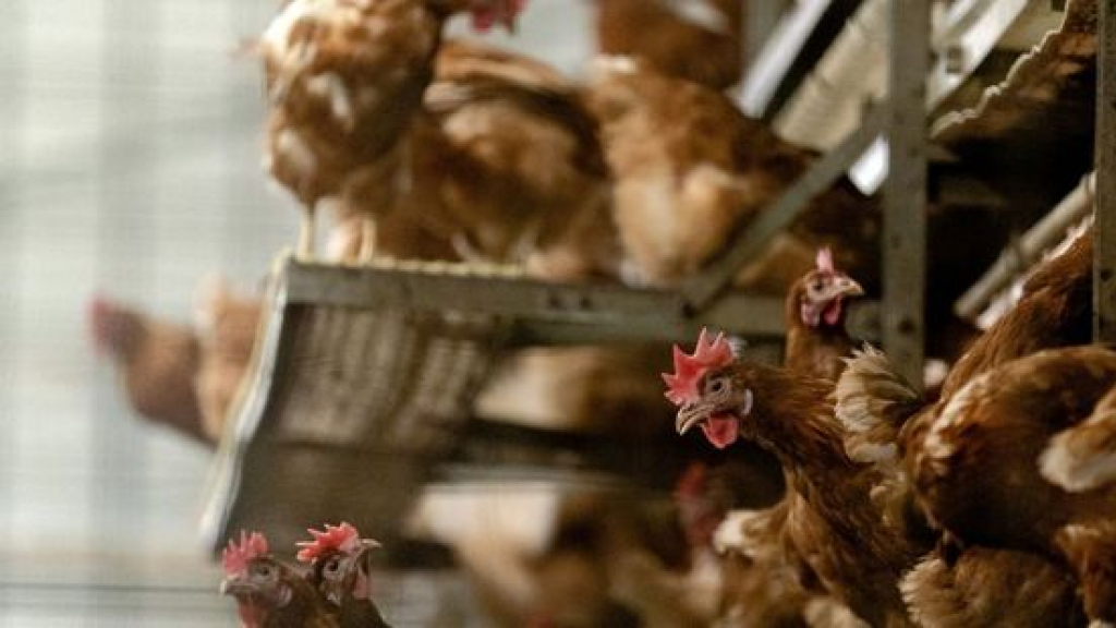 Foto: 'Kippenlockdown' om vogelgriep blijft van kracht in Gelderse Vallei