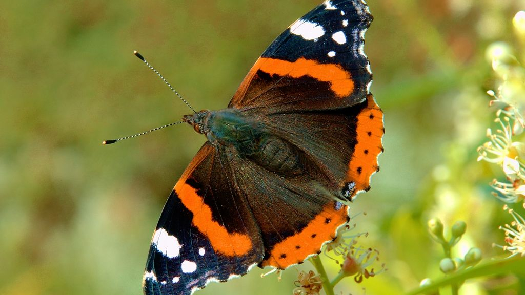 Foto: Tuinvlindertellingen