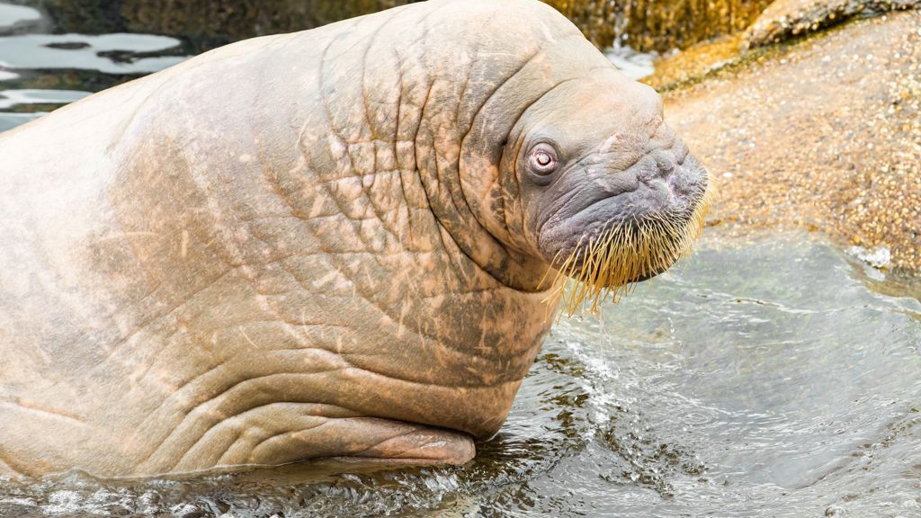 Foto: Walrus Olga overleden