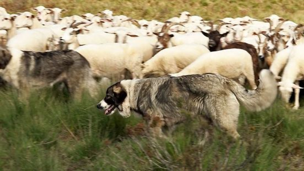 Foto: Hier is nog geen enkel schaap te grazen genomen