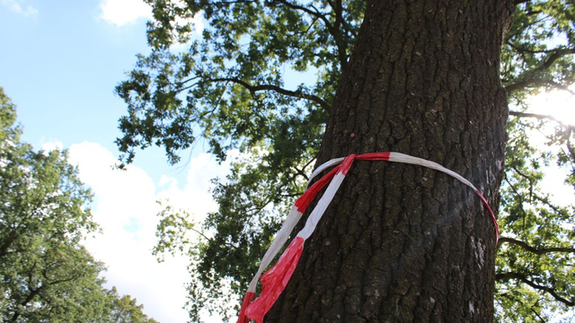 Foto: Bestrijding eikenprocessierups Barneveld