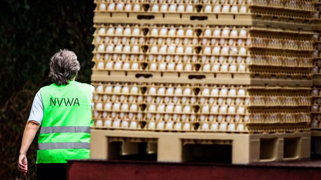 Foto: 41.000 kippen gedood na nieuwe vogelgriepbesmetting