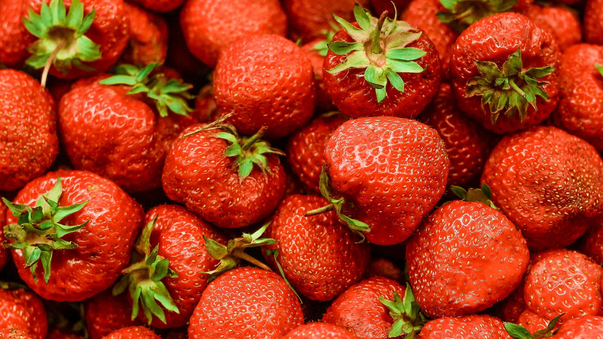 Foto: Word een held in het aardbeienveld bij Stadsakkers Apeldoorn