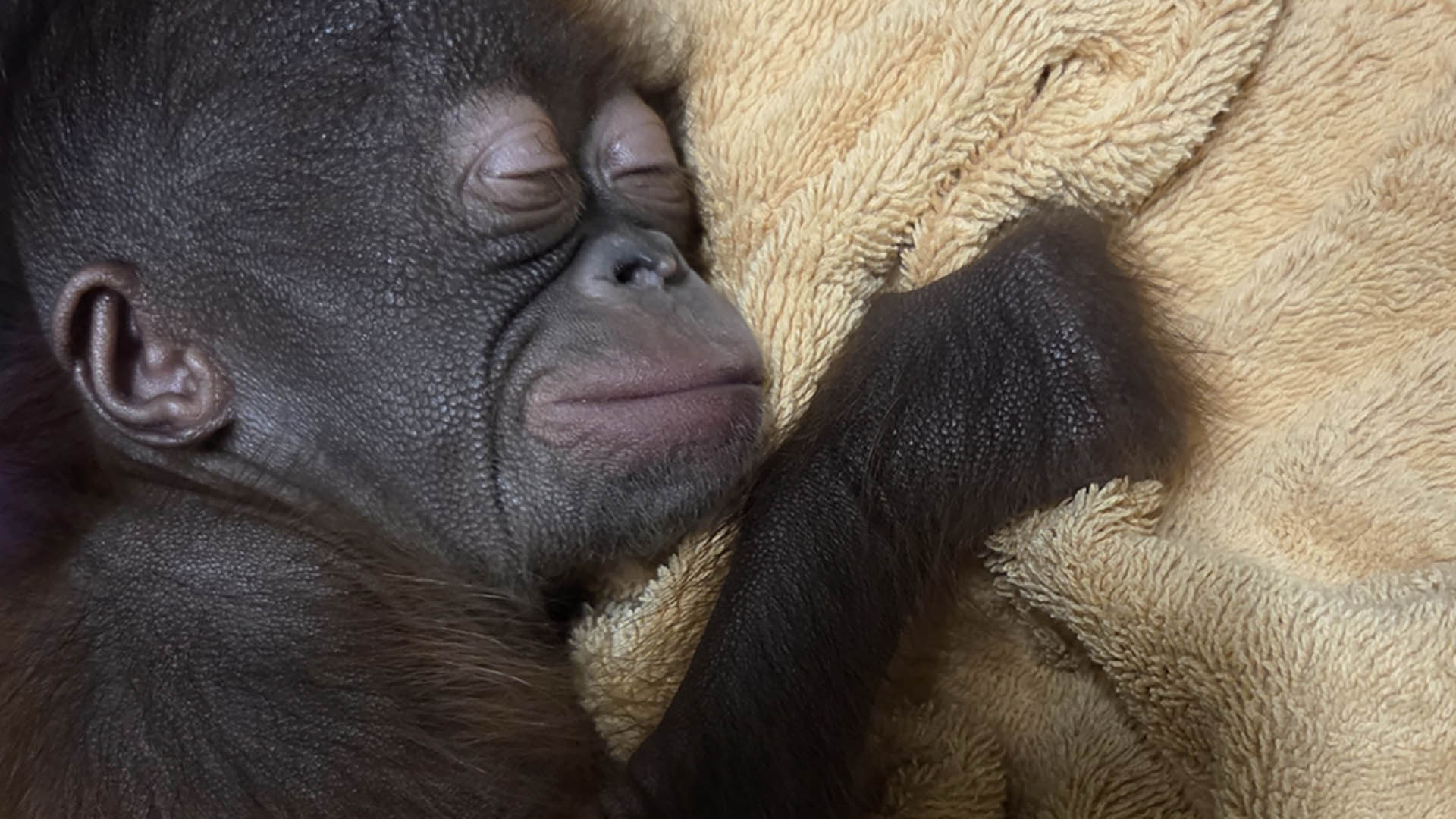 Foto: Kleine orang-oetan in Apenheul krijgt liefdevolle zorg na tragedie