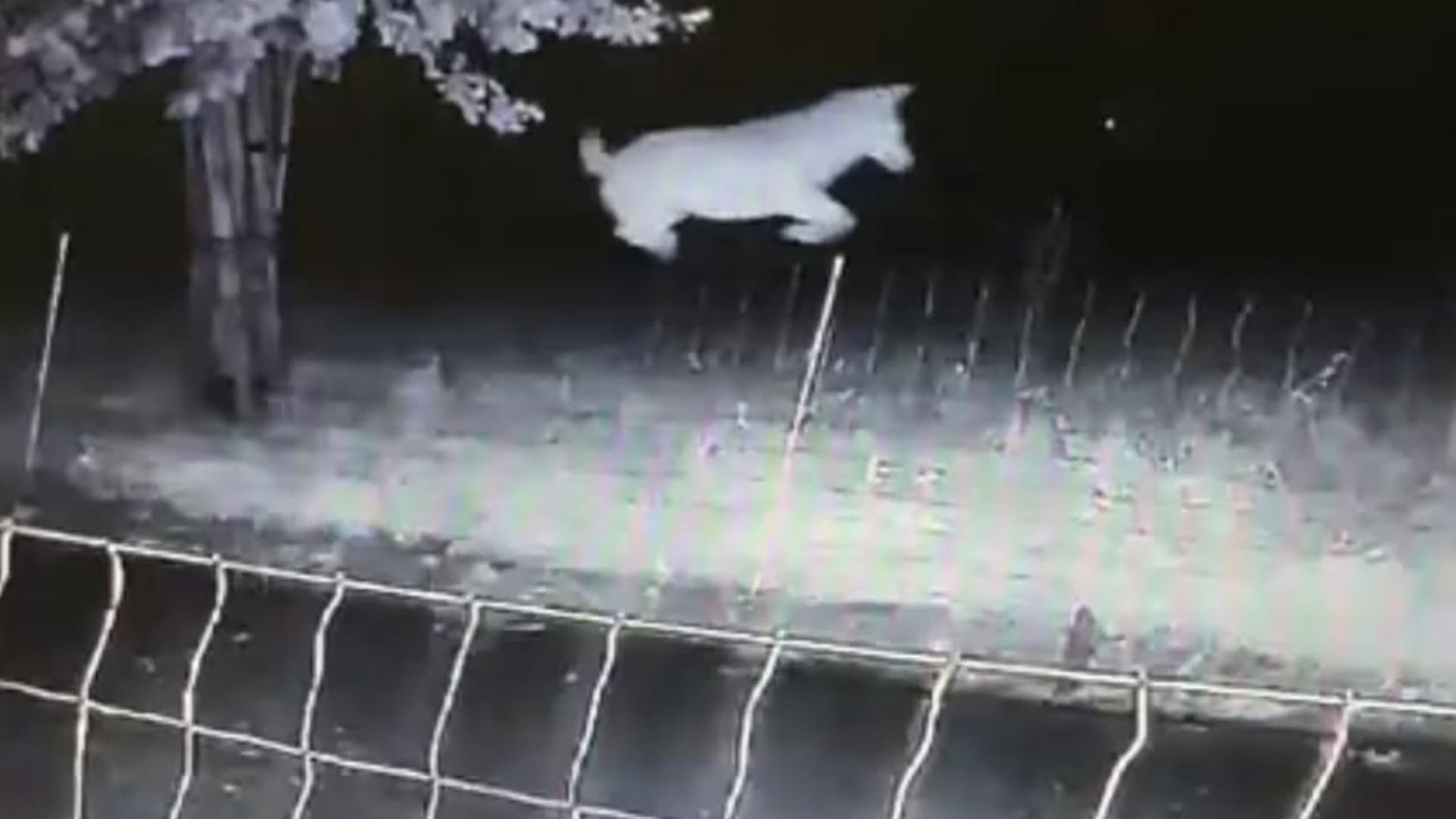 Foto: Discussie over wolf in Gelderland laait weer op