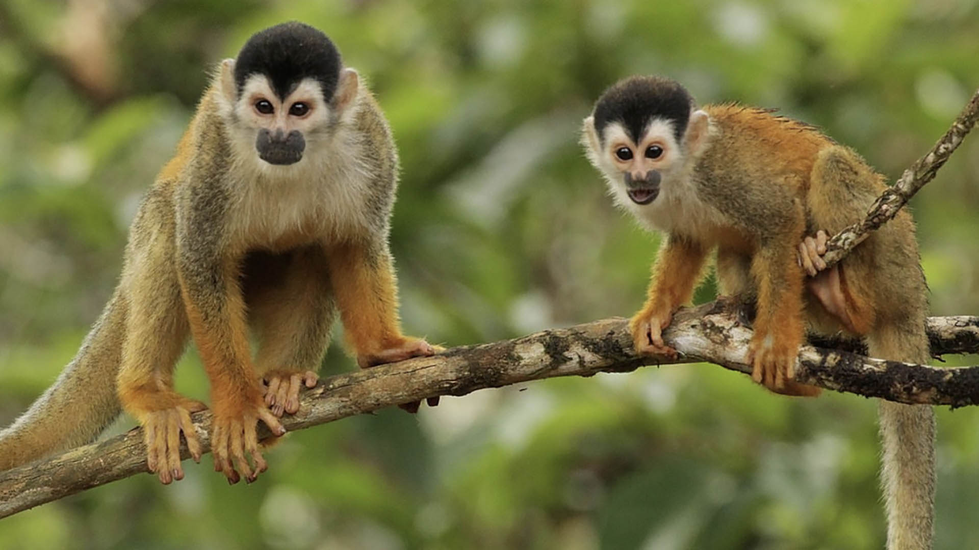 Foto: Apenheul-directeur bezoekt natuurproject in Costa Rica