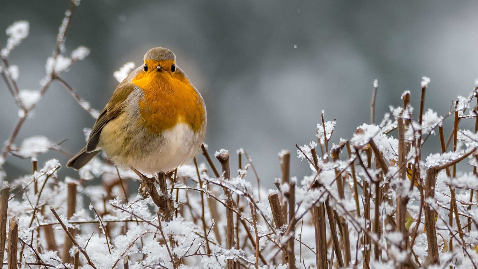 Foto: Winterwandeling voor kinderen op ’t Leesten