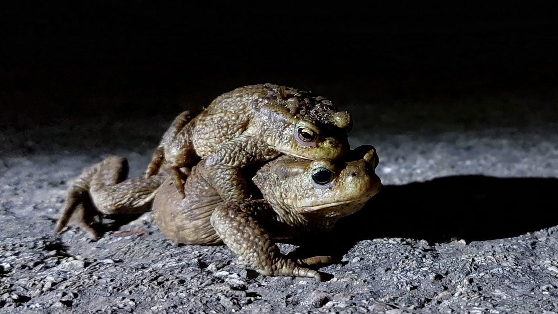 Foto: Dierenbescherming Apeldoorn zoekt vrijwilligers voor paddentrek