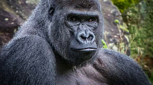 Foto: Nieuwe attractie in Apenheul voor waaghalzen