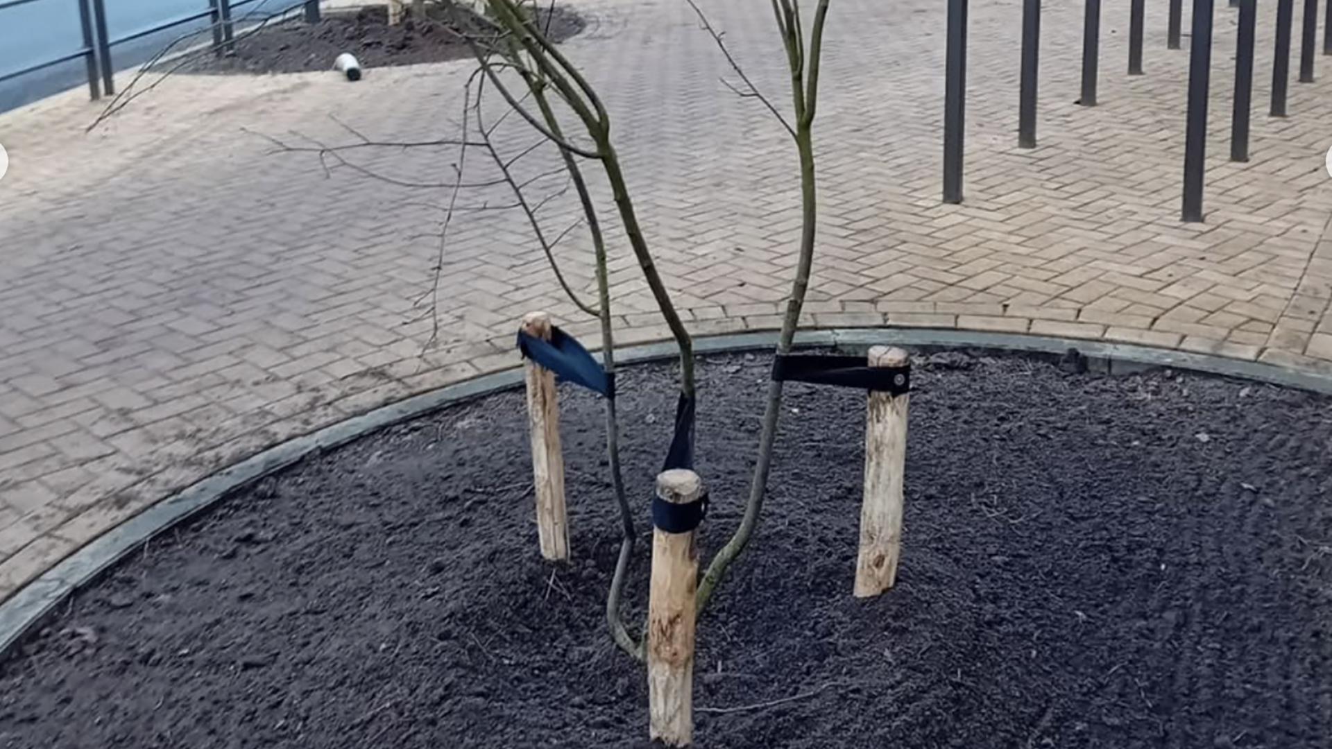 Foto: Nieuwe beplanting bij entree De Hoge Veluwe