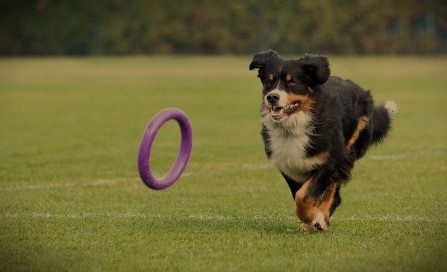 Foto: Honden en baasjes actief tijdens dogfrisbee