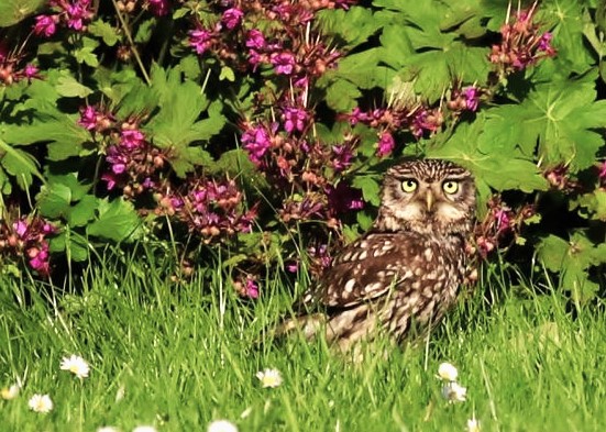 Foto: Broedseizoen voor steenuiltjes teleurstellend