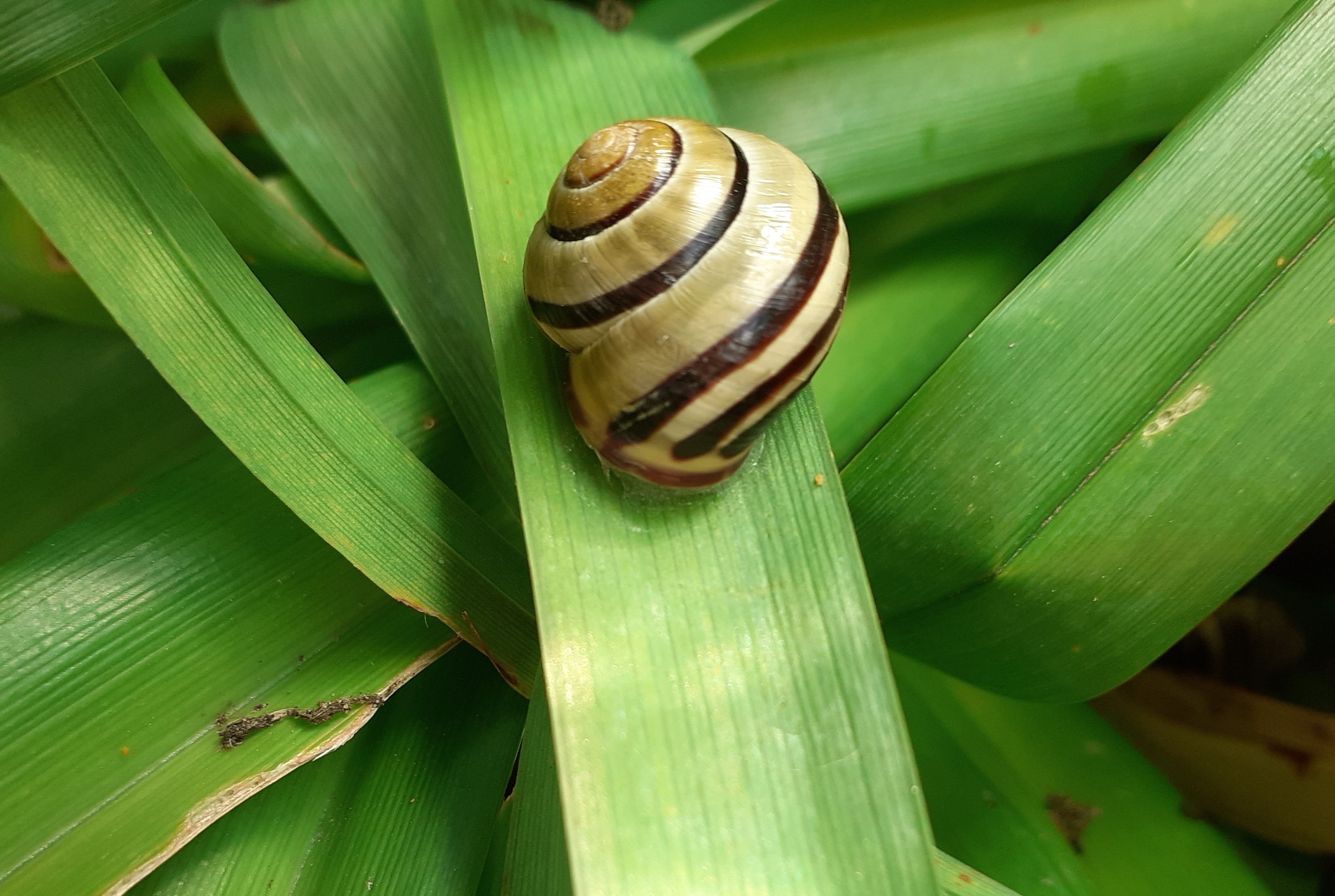 Foto: Met een slakkengang door uw tuin