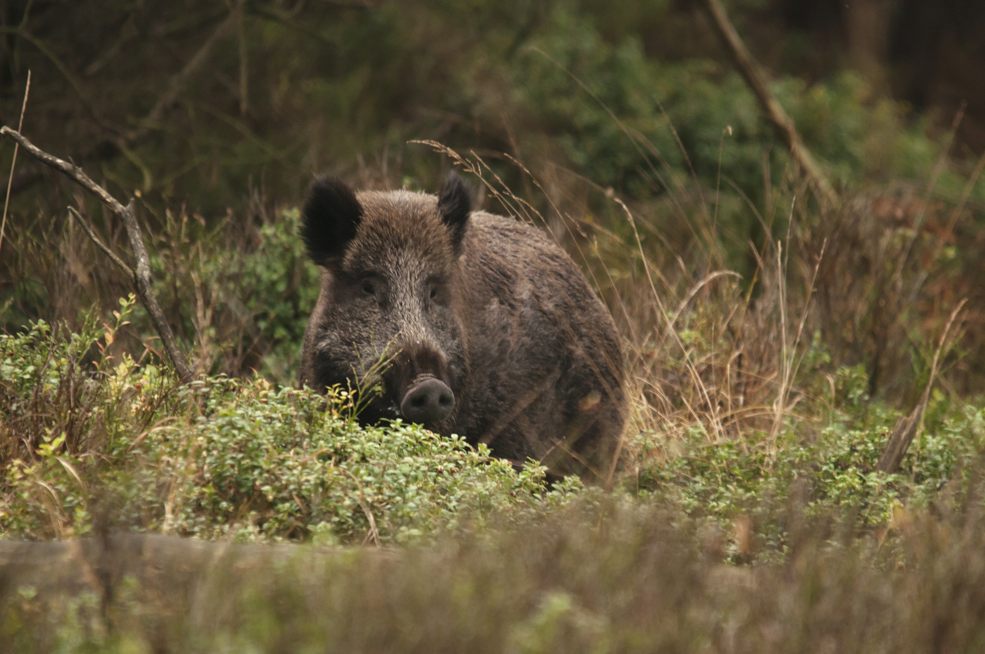 Foto: Geldersch Landschap en Kasteelen kortweg GLK