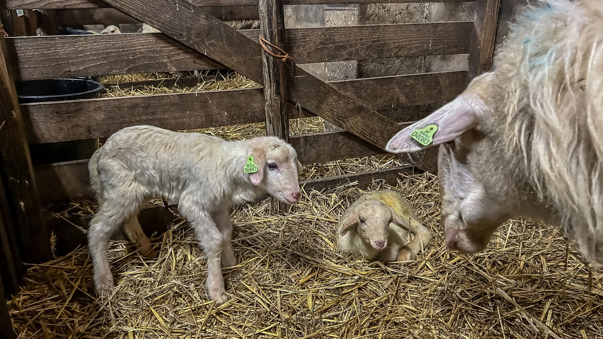 Foto: Schaapskudde sluit jaar vol tegenslagen af met feestdag