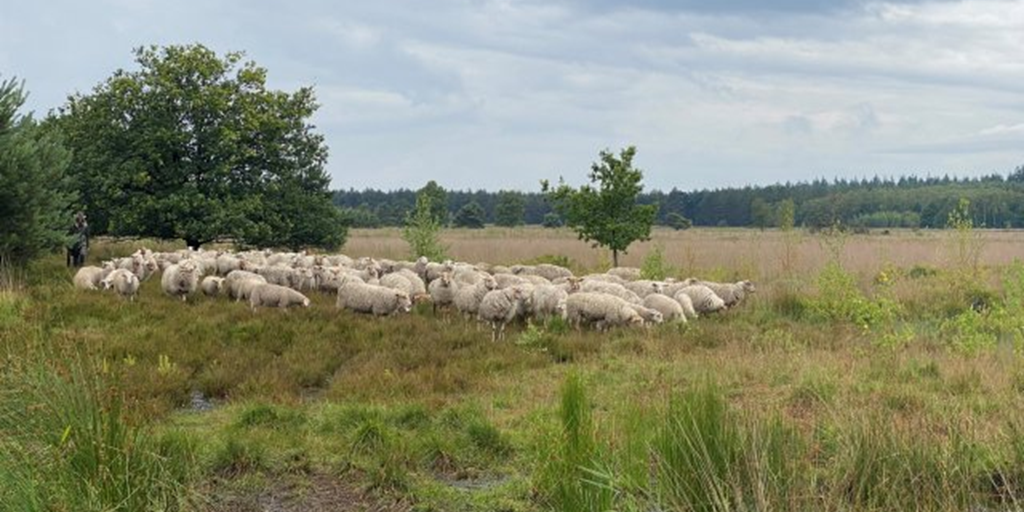 Foto: Werken aan een gezonde heide op de Malpie