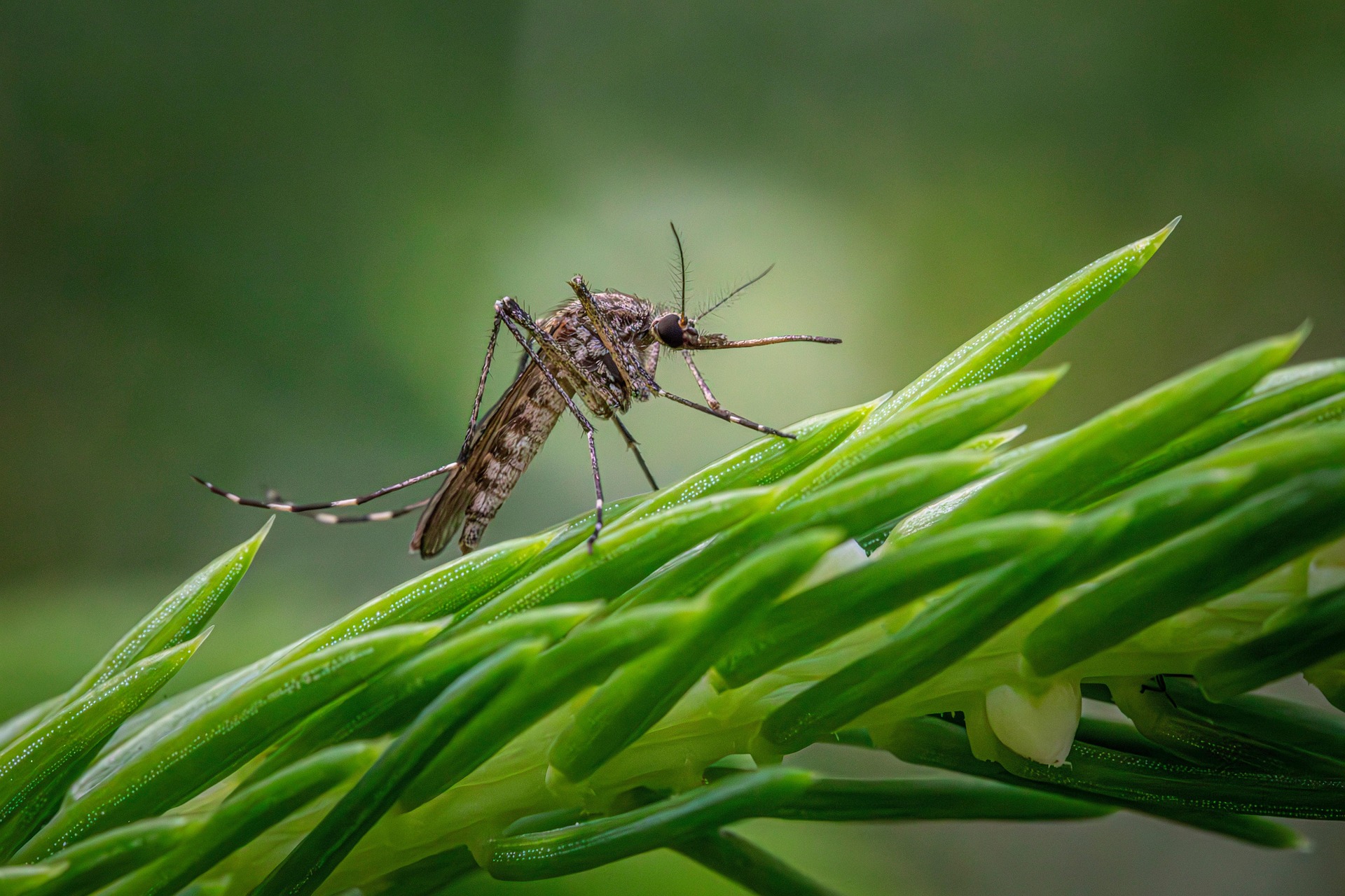 Foto: Westnijlvirus vastgesteld bij zeven mensen in Brabant