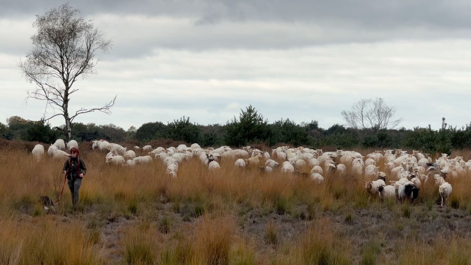 Foto: Schaapherder in Heeze pleit voor eco-vriendelijke methode om schapen tegen de wolf te beschermen