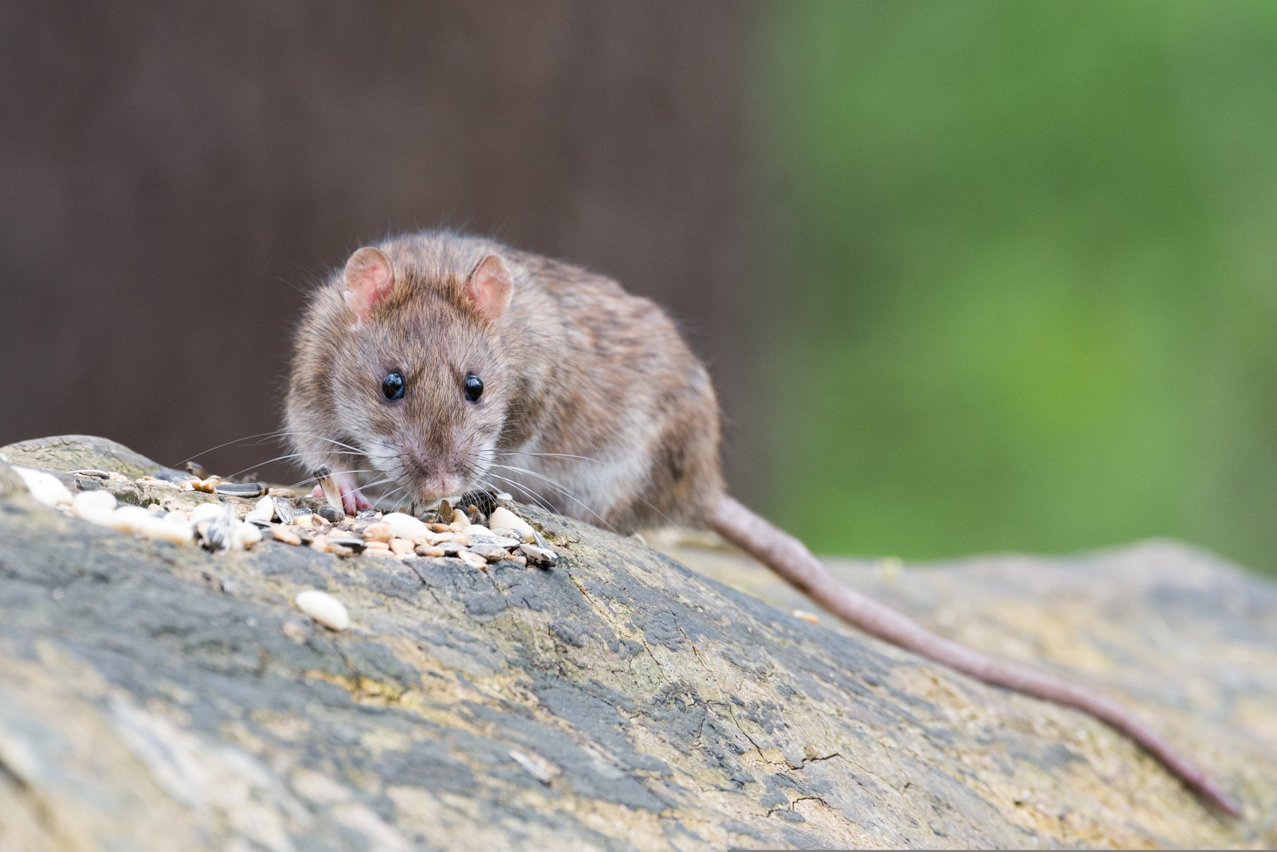 Foto: Rattenoverlast neemt toe in Brabant, maar in de Kempen lijkt het mee te vallen