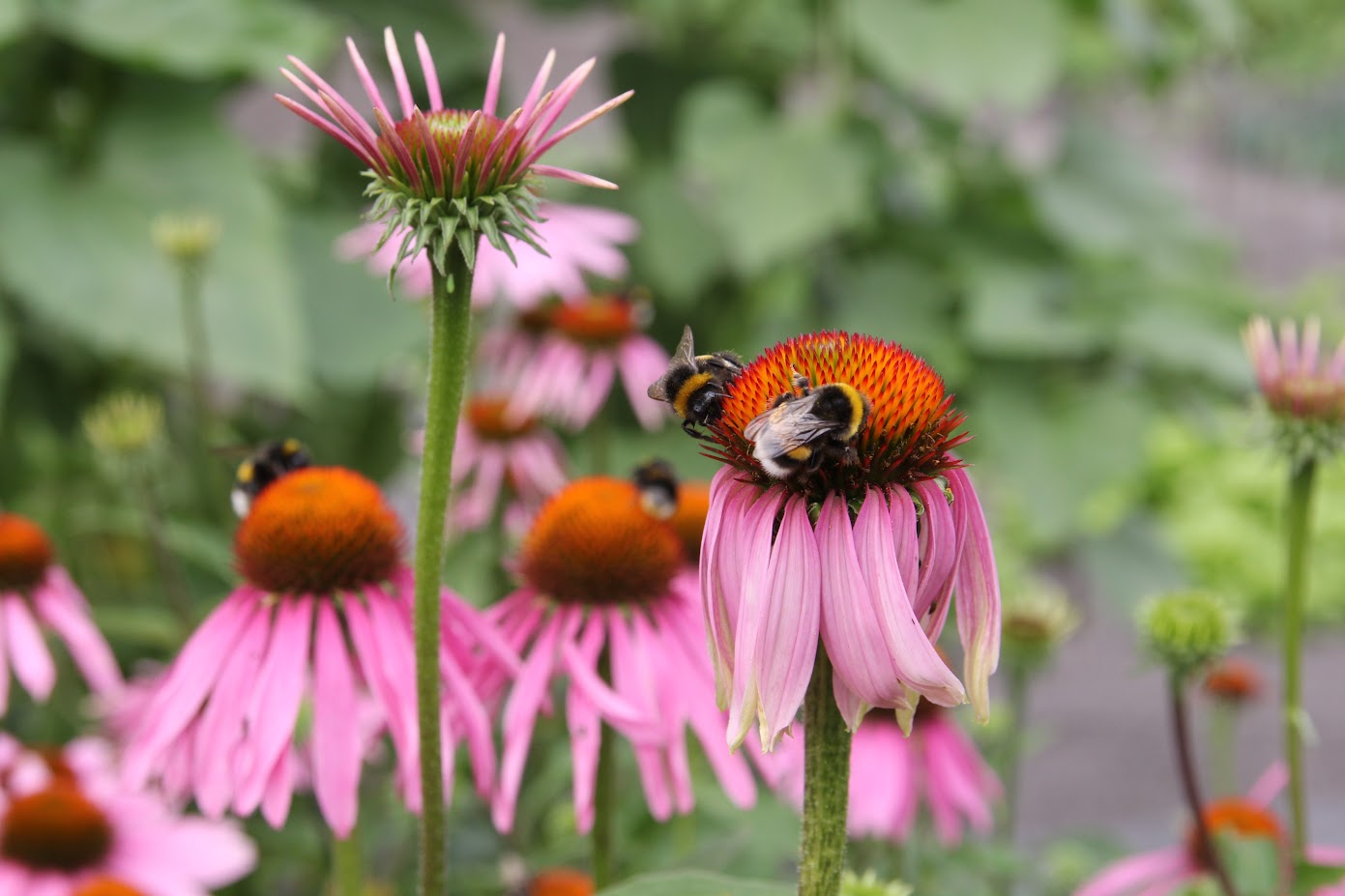 Foto: Nationale bijentelling van 15 t/m 24 april