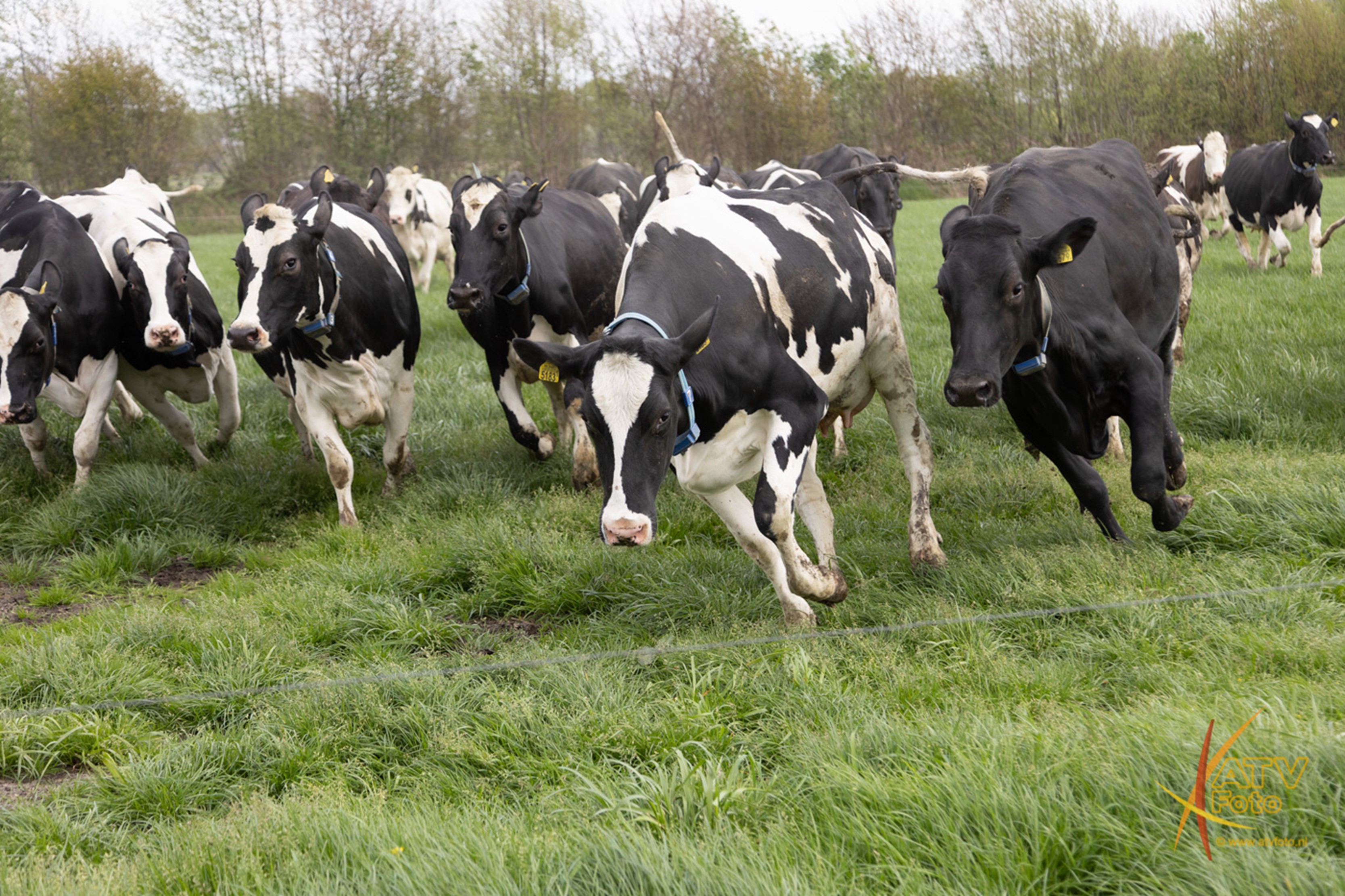 Foto: Koeiendans bij boerderij Van Zeeburg