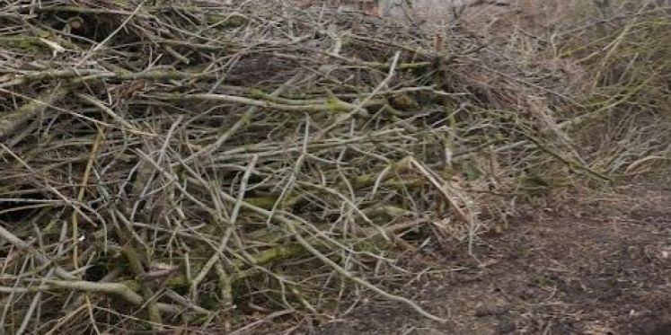 Gemeente Elburg haalt op 10 november snoeihout op