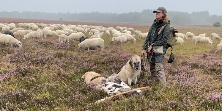 Foto: Even afstappen of omlopen? Schaapherder Daphne stuit steeds vaker op onbegrip