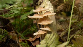 Foto: GLK Paddenstoelenwandeling