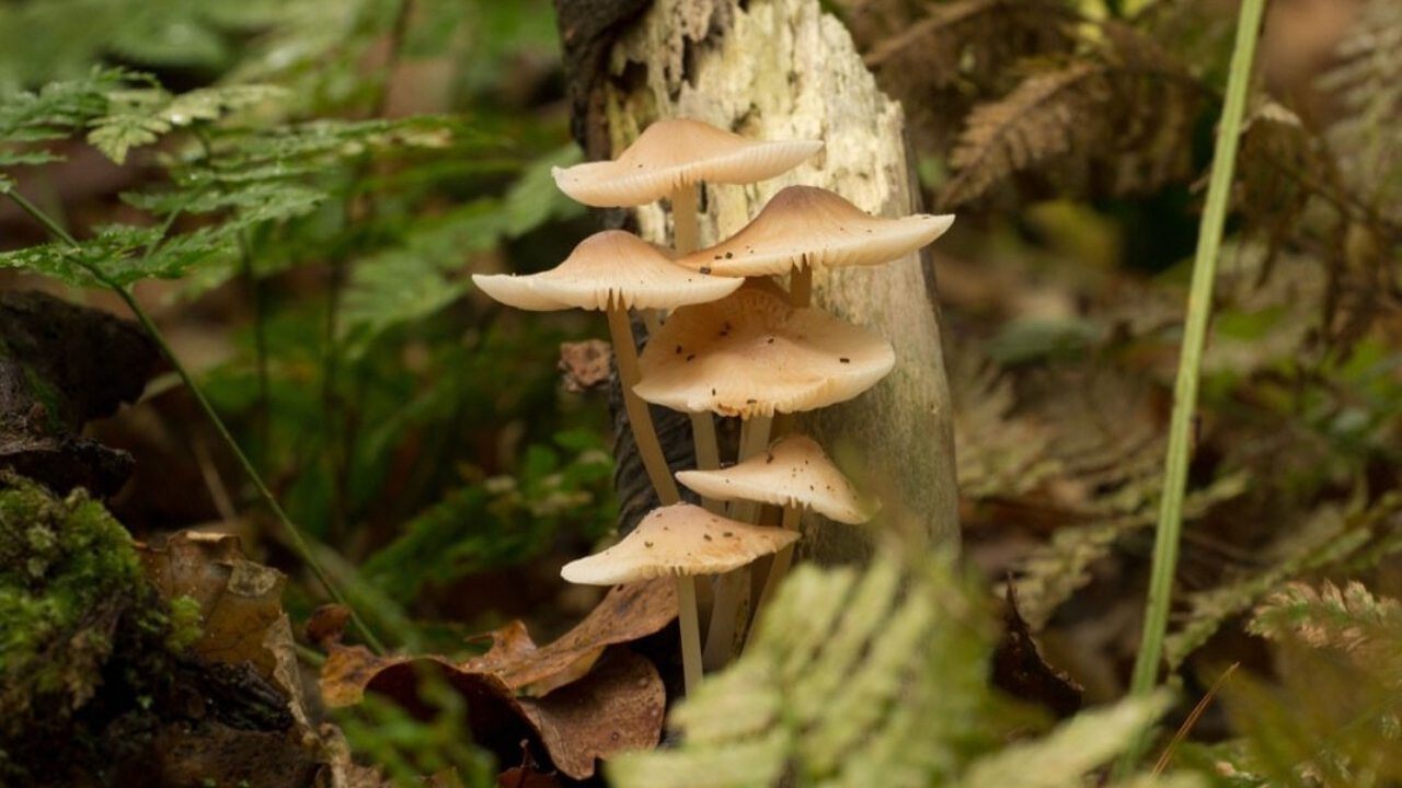 Foto: GLK Paddenstoelenwandeling
