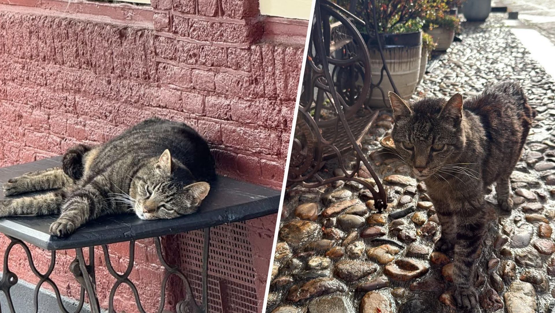 Foto: Terraskat Arie loopt al meer dan 17 jaar door de binnenstad van Elburg