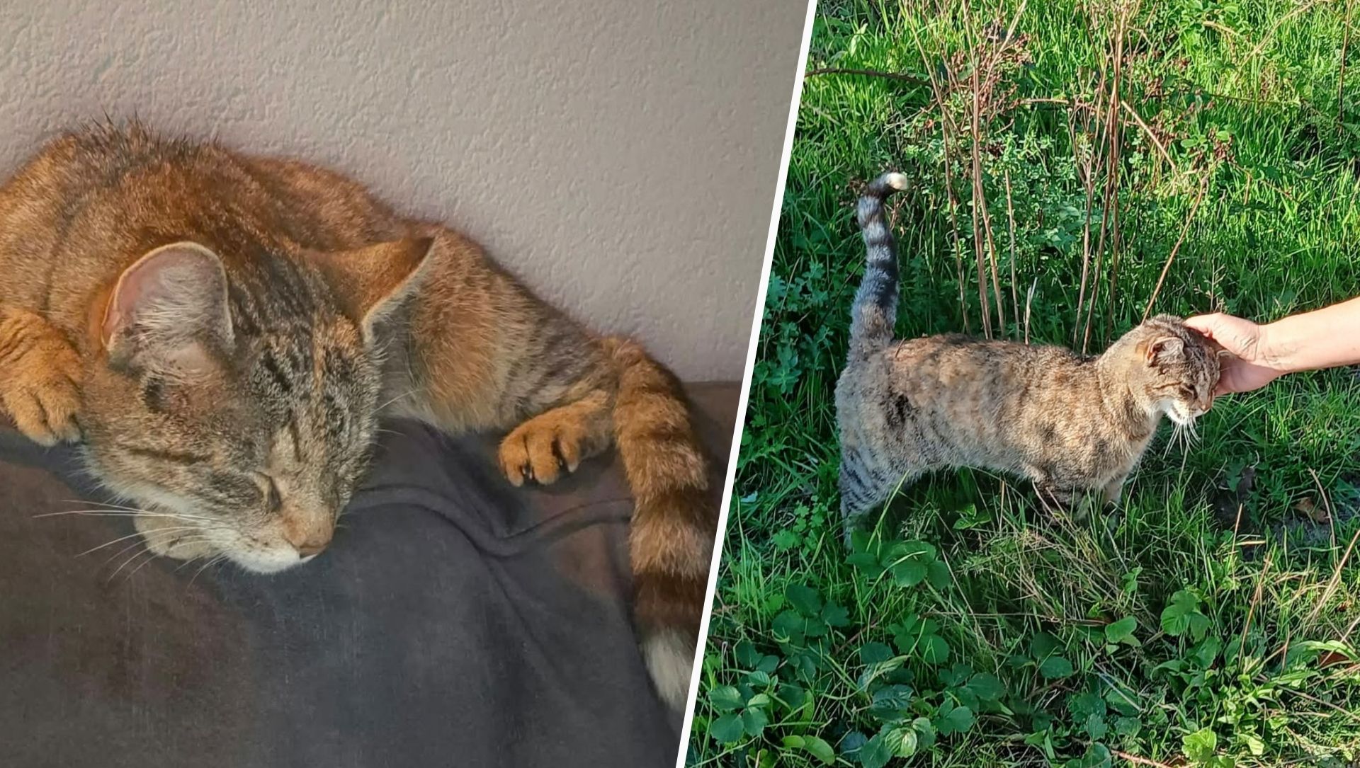 Foto: Vermiste kat Misty na vijf maanden teruggevonden dankzij opmerkelijk lokmiddel