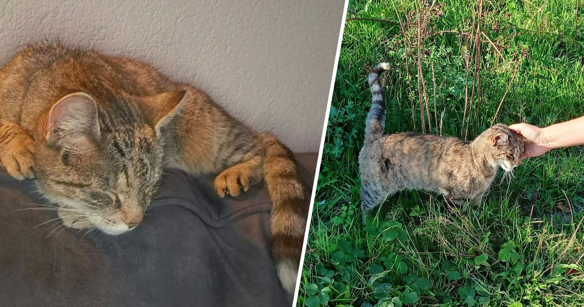 Vermiste kat Misty na vijf maanden teruggevonden dankzij opmerkelijk lokmiddel