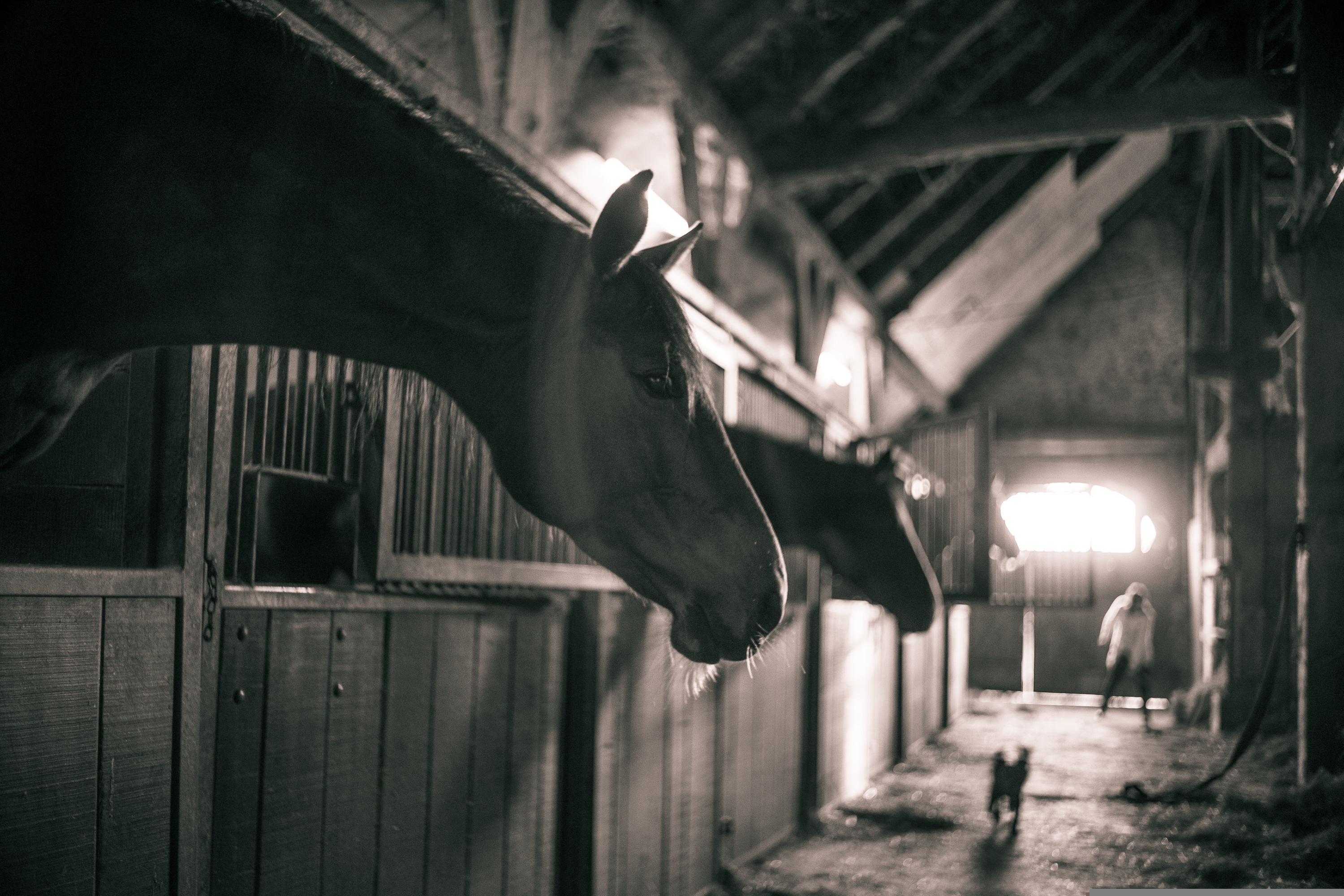 Foto: Column 'De paarden stonden op stal'