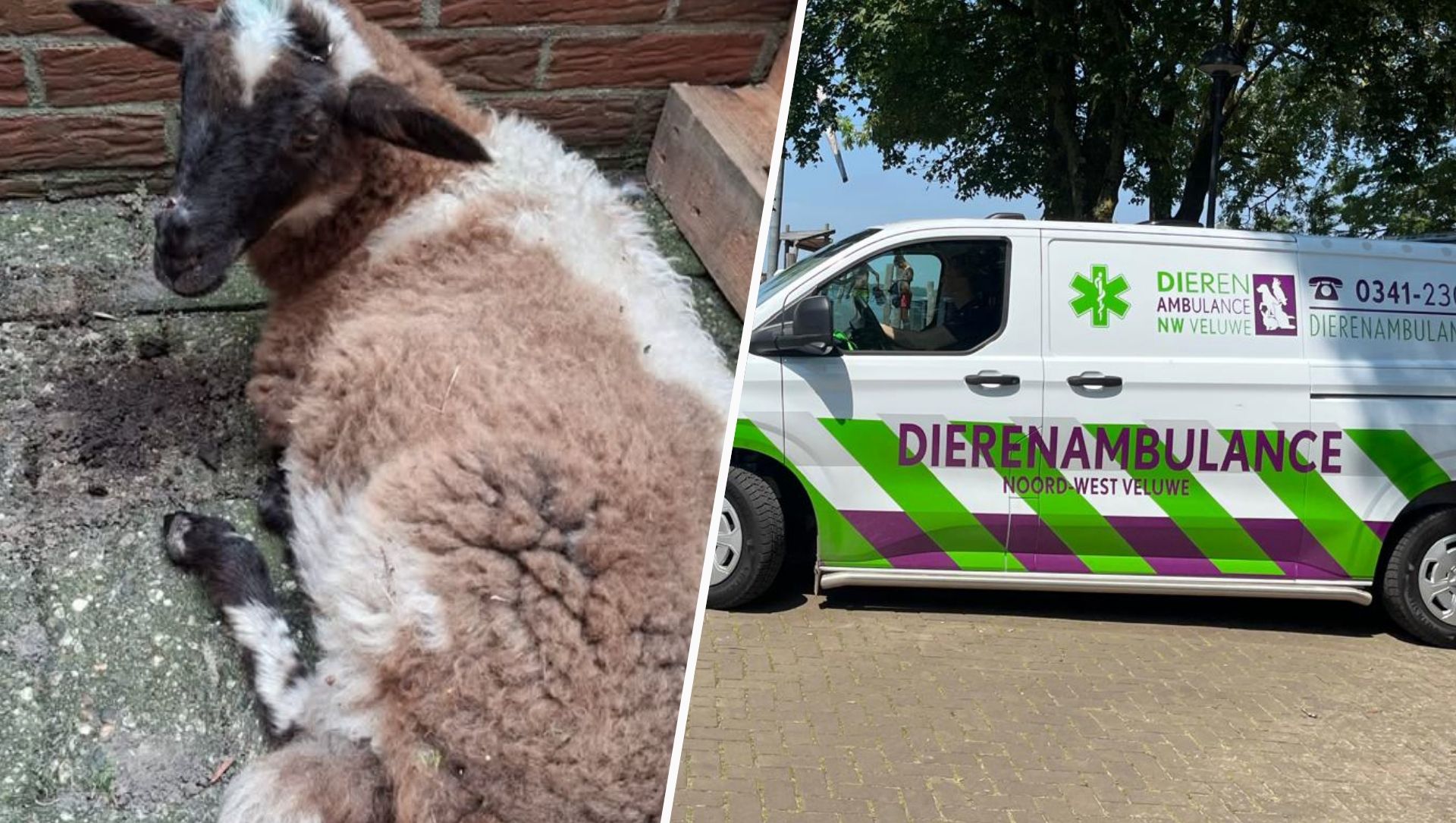 Foto: Eenzaam lam gevonden op Wezepsche Heide, eigenaar nog altijd onbekend