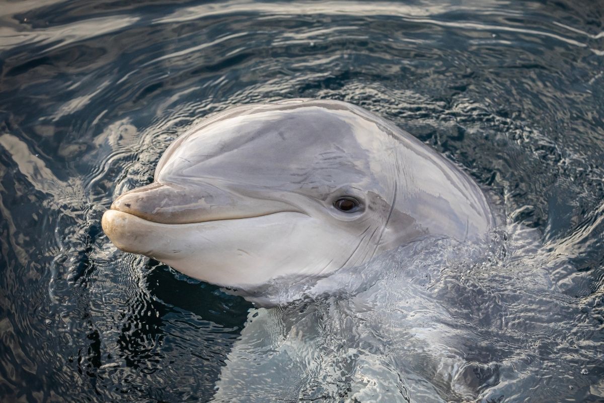 Foto: Fokverbod voor Dolfinarium, maar laatste dolfijn kan er nog 50 jaar rondzwemmen